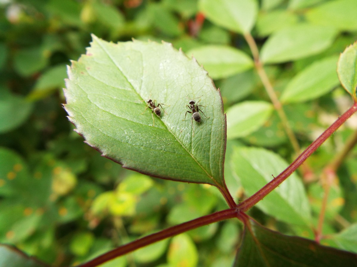 Free Images : leaf, insect, together, insects, pest, ants, plant stem ...