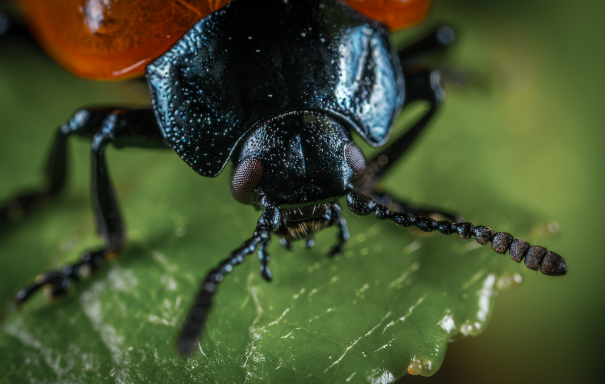 Free Images : bug, portrait, macro photography, close up, invertebrate ...