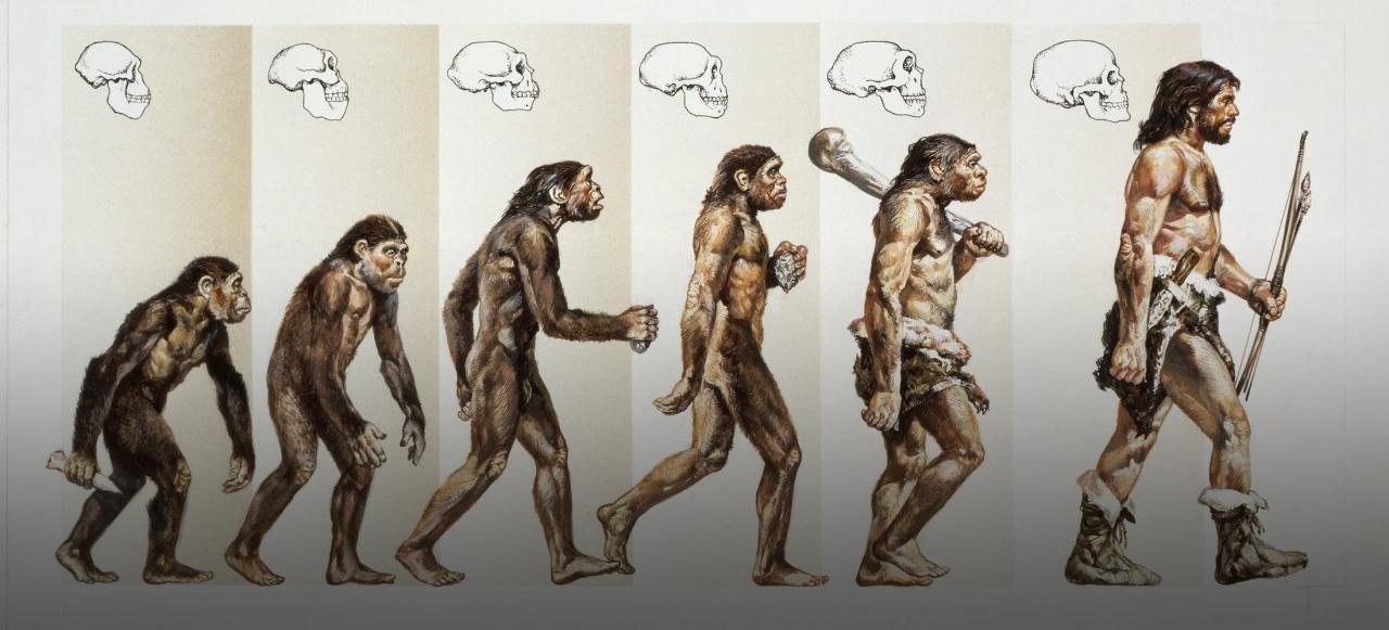 How Did Humans Evolve? | HISTORY How Did Humans Evolve? | HISTORY